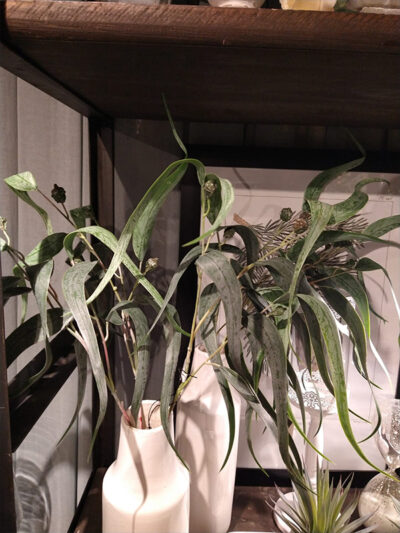 Vara eucalipto salvaje