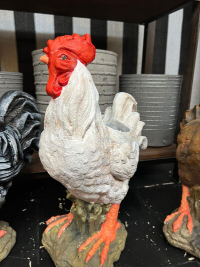 Plantero gallo blanco