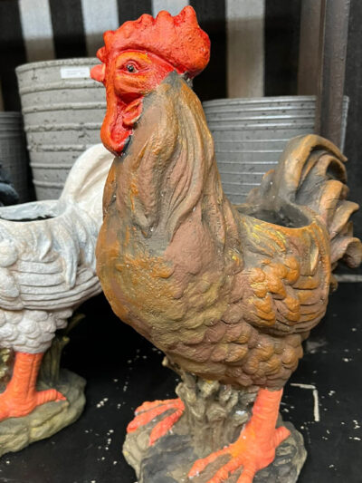 Plantero gallo marron