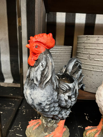 Plantero gallo negro