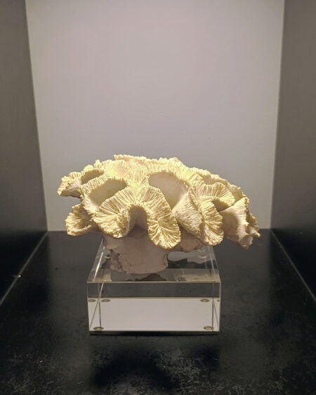 Coral con base de Vidrio
