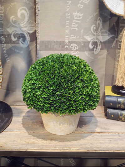Buxus en maceta