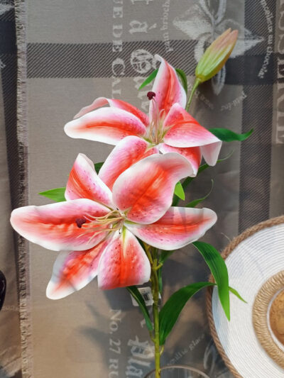 Lilium rosa