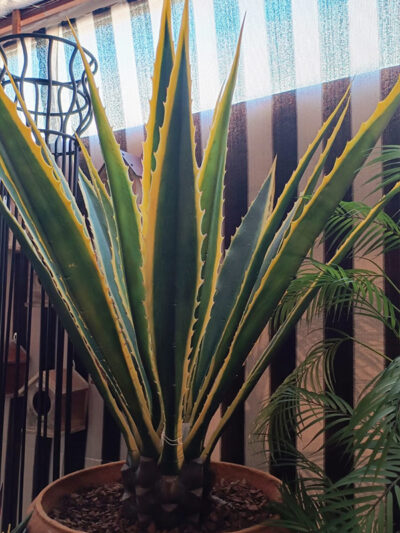 Agave Verde en Maceta