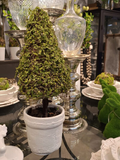 Topiary cono en maceta