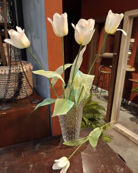 Tulipan holandes blanco