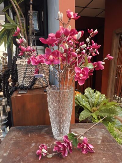 Vara de magnolia purpura