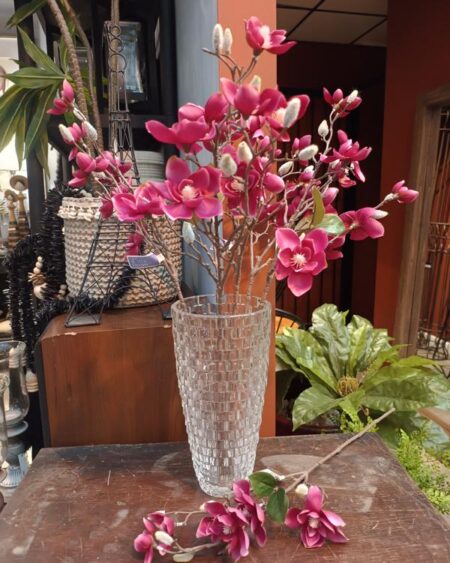 Vara de magnolia purpura