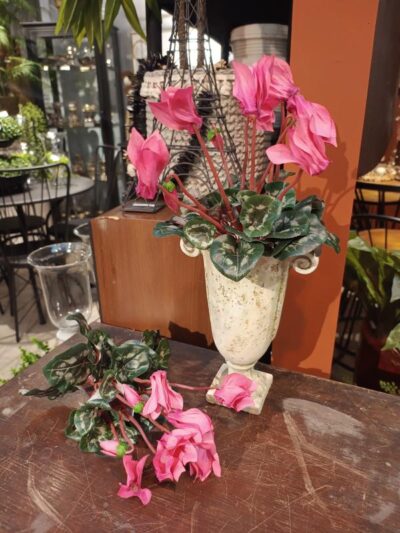 Ramo de Cyclamen