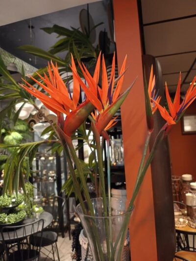 Flor de Ave de paraiso