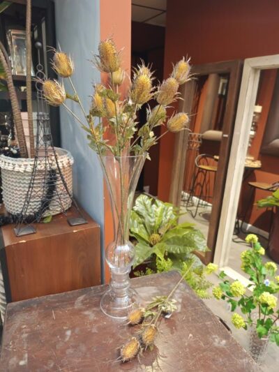 Vara de cardo marron