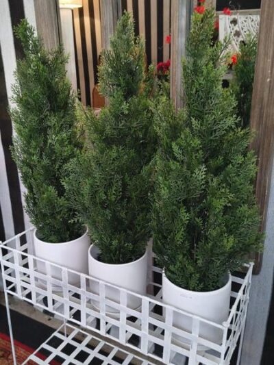 Topiario de cedro en maceta
