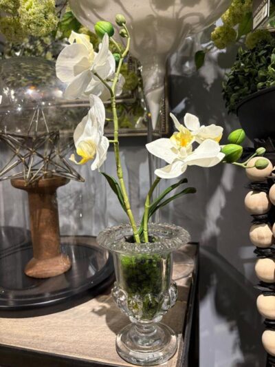 Orquidea en copon de vidrio