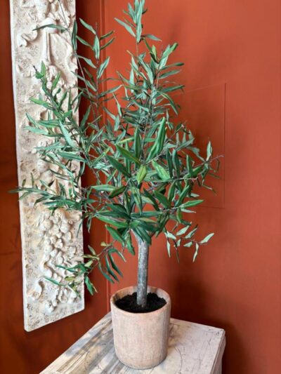 Olivo en maceta de arcilla