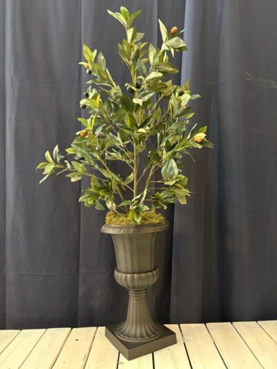 Planta de olivo con frutos