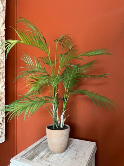Palmera Areca con maceta