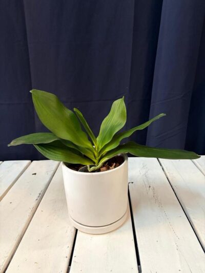 Follaje de Orquídea