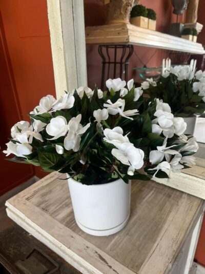 Alegría Del Hogar Blanca