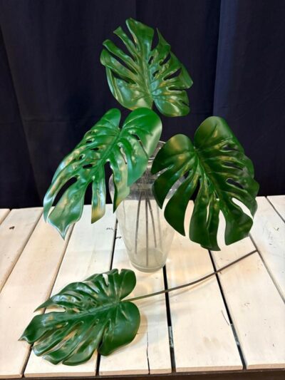 Vara de Costilla de Adam