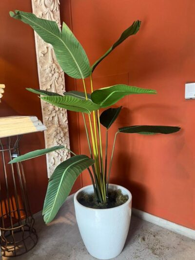 Planta Ave Del Paraíso