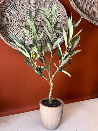 Olivo en maceta arcilla