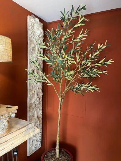 Planta de Olivo en Maceta