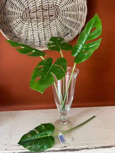 Vara de Costilla de Adam