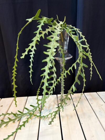 Colgante Cuerno de Alce