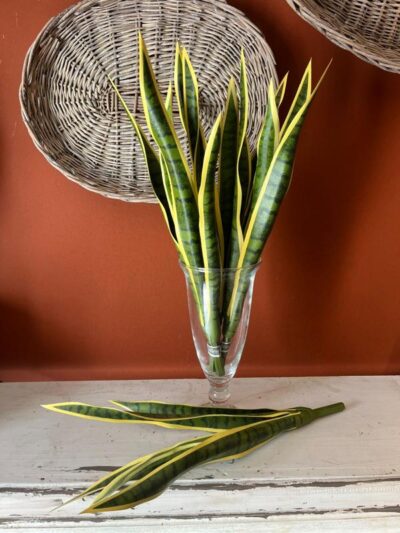 Sansevieria