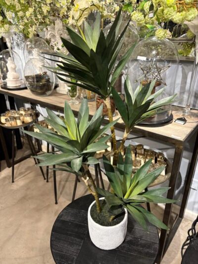 Planta de yuca en maceta