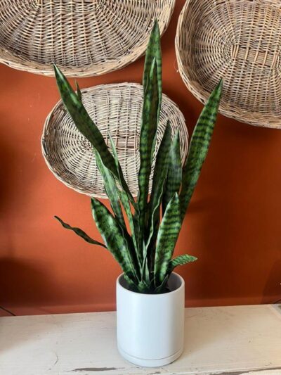 Sansevieria en maceta