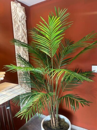 Palmera arece 19 tallos