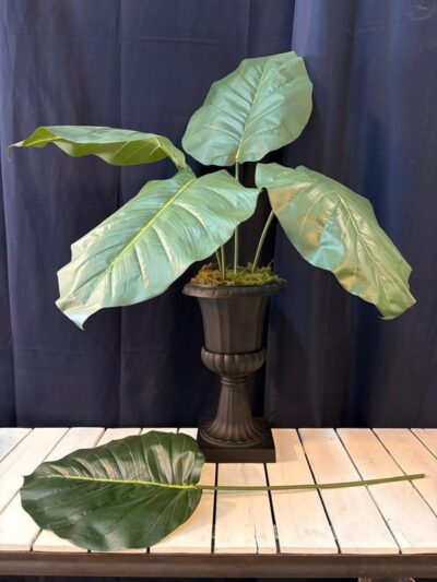 Hoja de potus gigantes