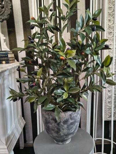 Arbusto Olivo en Maceta