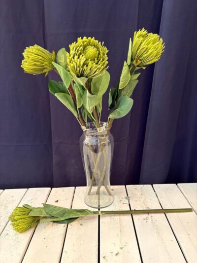 Protea verde