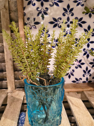 Pick de suculenta x3