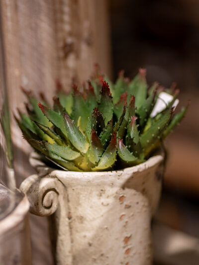 Pick de agave