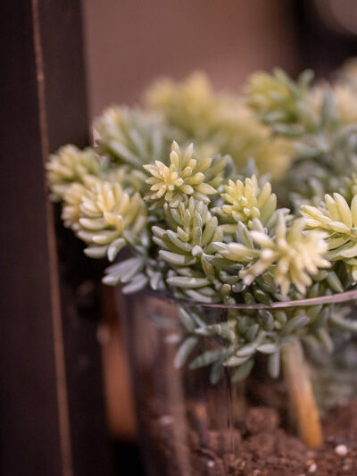 pick de sedum