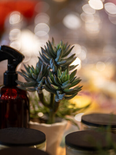 Agave pimpollos
